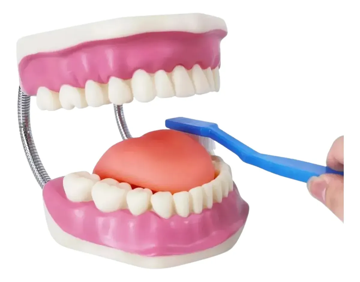 MODELO DENTAL CON CEPILLO - Imagen 2