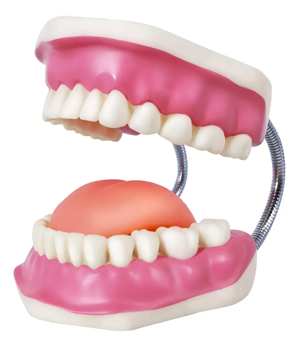 MODELO DENTAL CON CEPILLO - Imagen 3