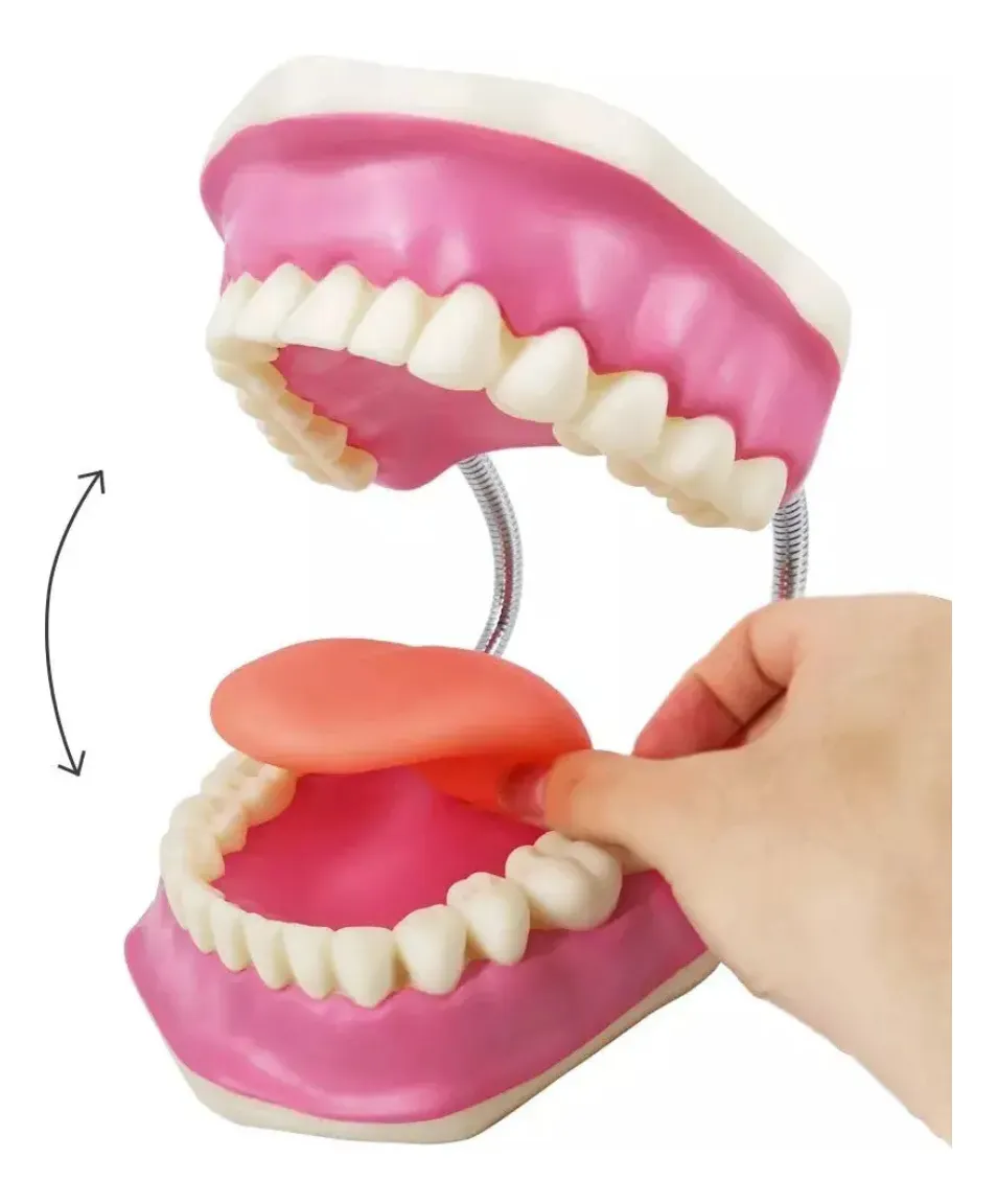 MODELO DENTAL CON CEPILLO - Imagen 4