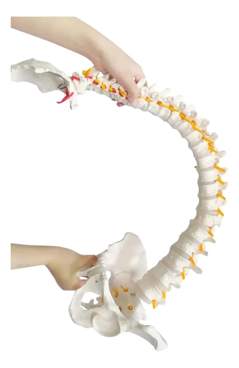 MODELO COLUMNA VERTEBRAL ANATOMICA SON SOPORTE EDUCATIVO - Imagen 4