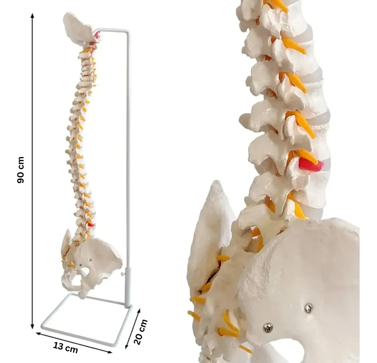 MODELO COLUMNA VERTEBRAL ANATOMICA SON SOPORTE EDUCATIVO - Imagen 2