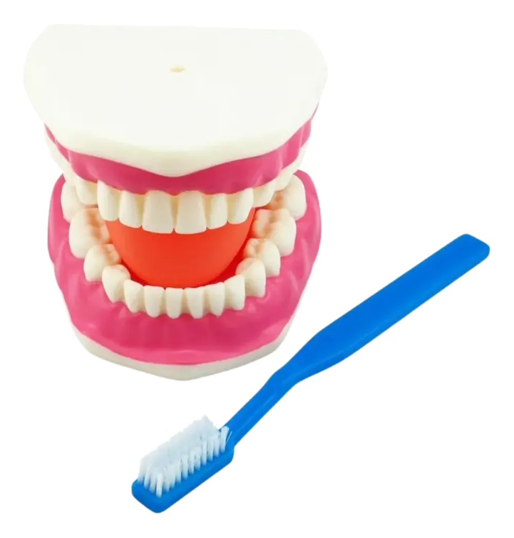 MODELO DENTAL CON CEPILLO - Imagen 5
