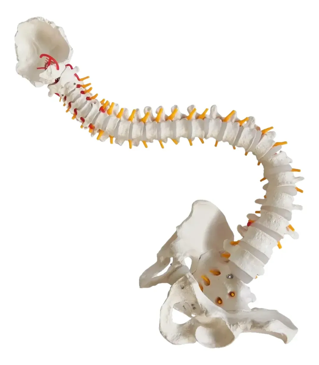MODELO COLUMNA VERTEBRAL ANATOMICA SON SOPORTE EDUCATIVO - Imagen 3